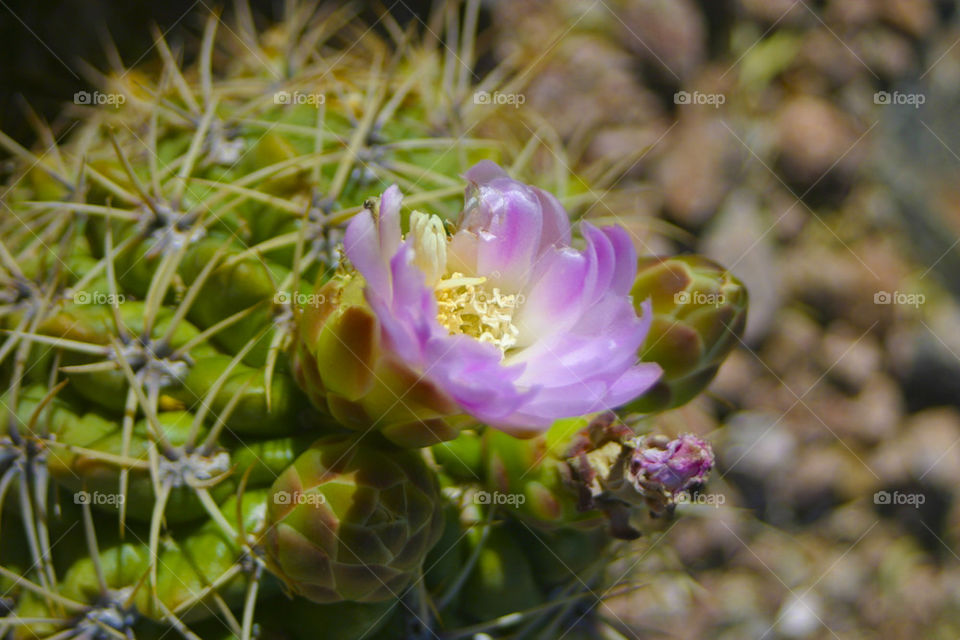 THE BOTANICAL GARDEN PHOENIX ARIZONA