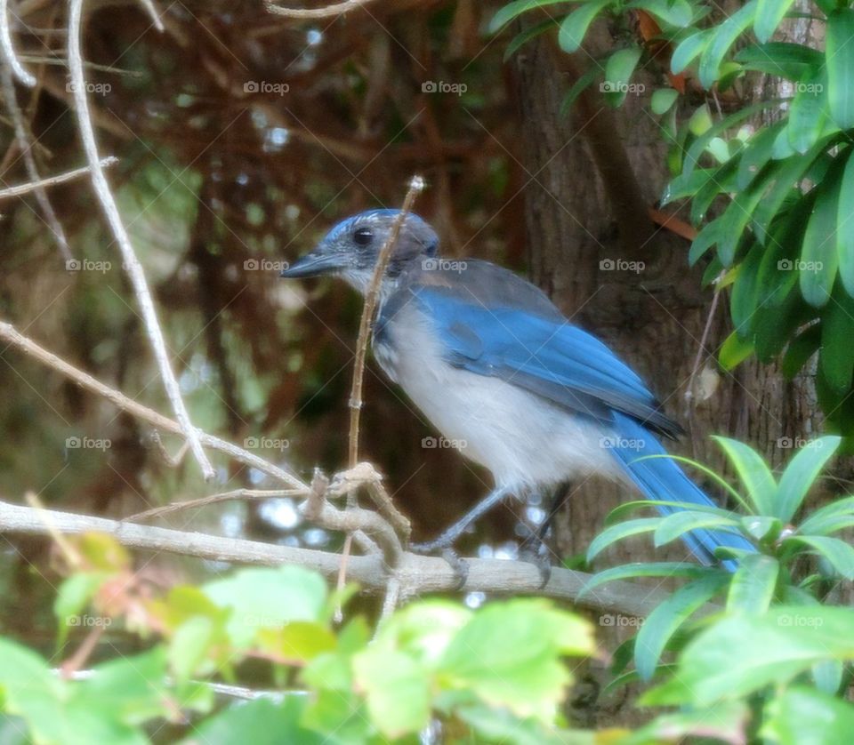Blue Jay