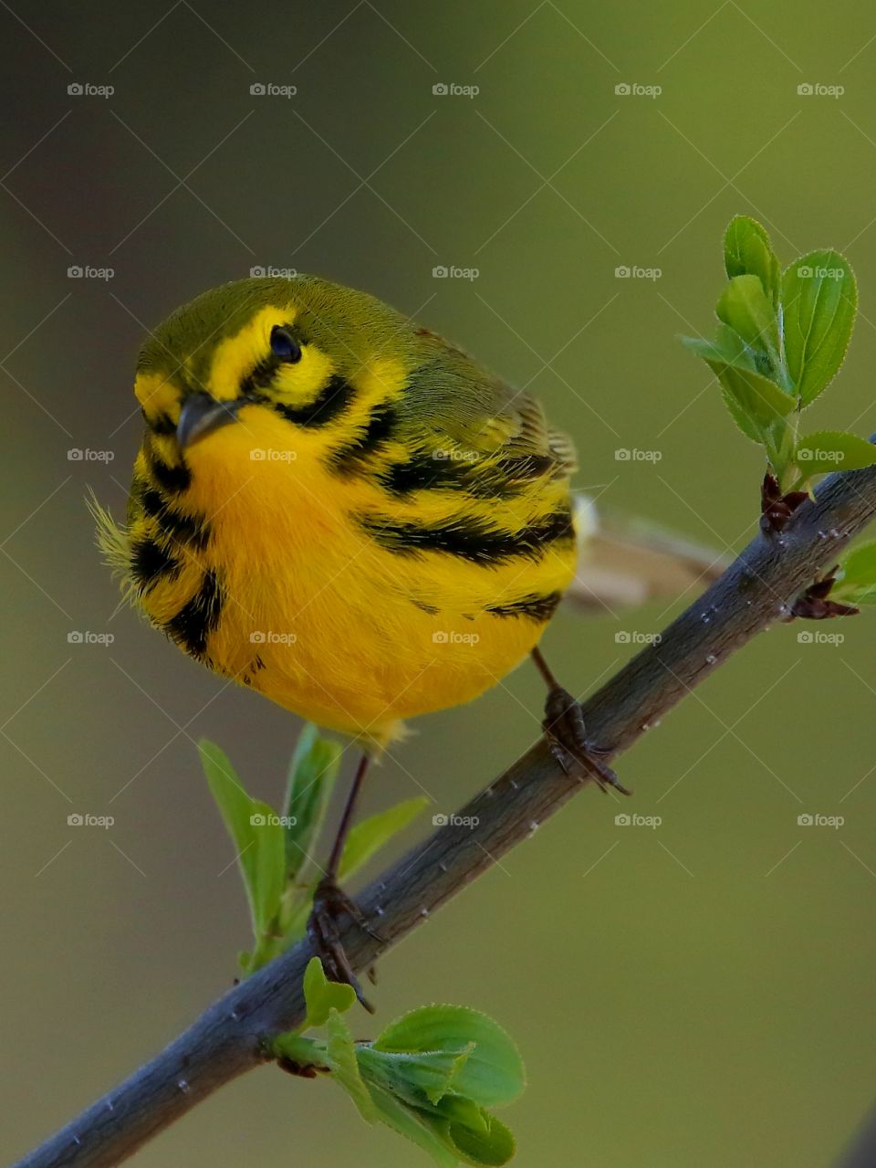 prairie  warbler