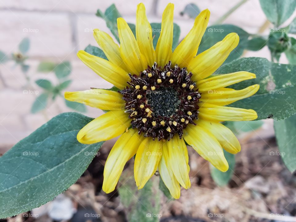 sunflower