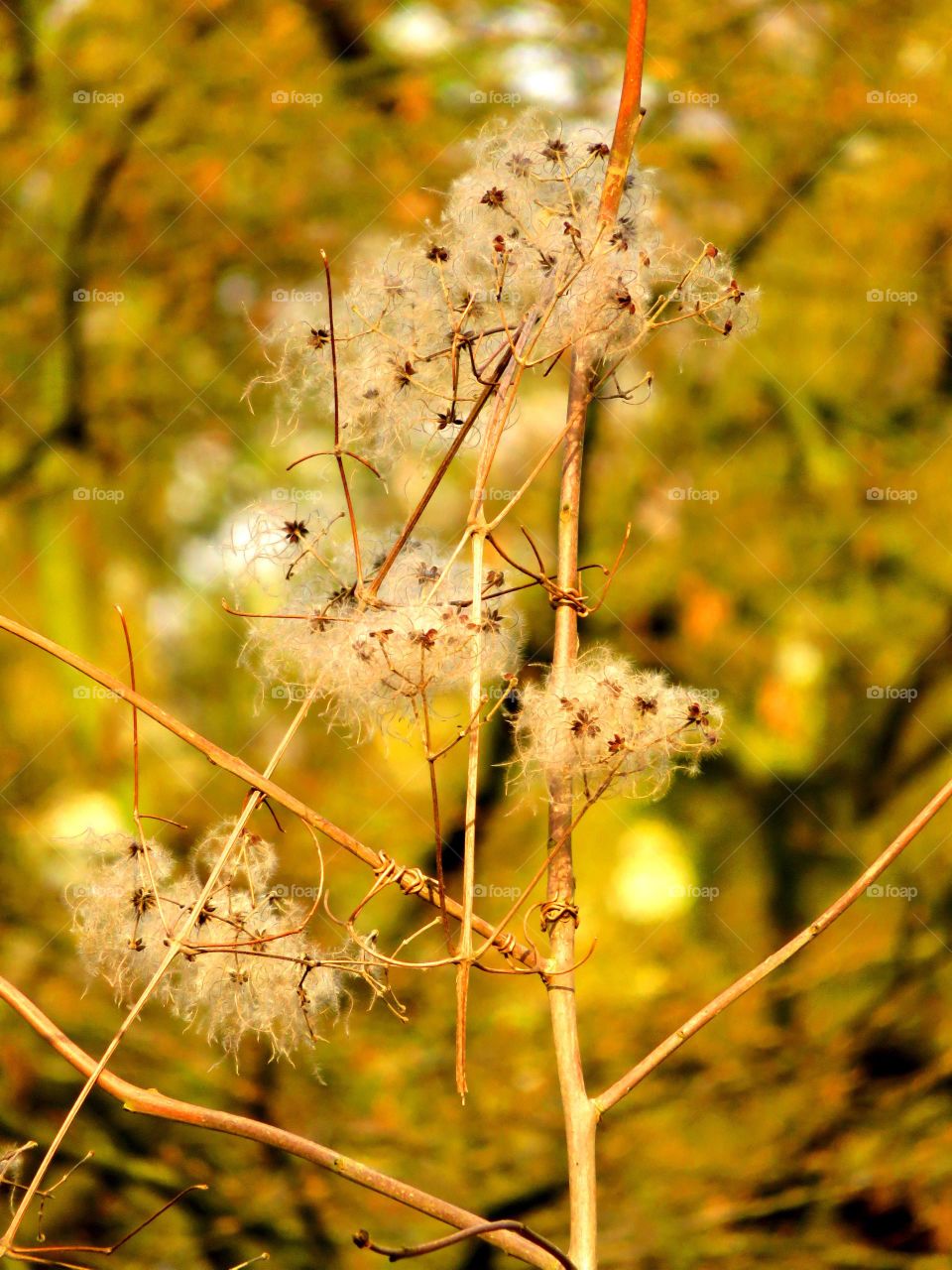 Spring plant