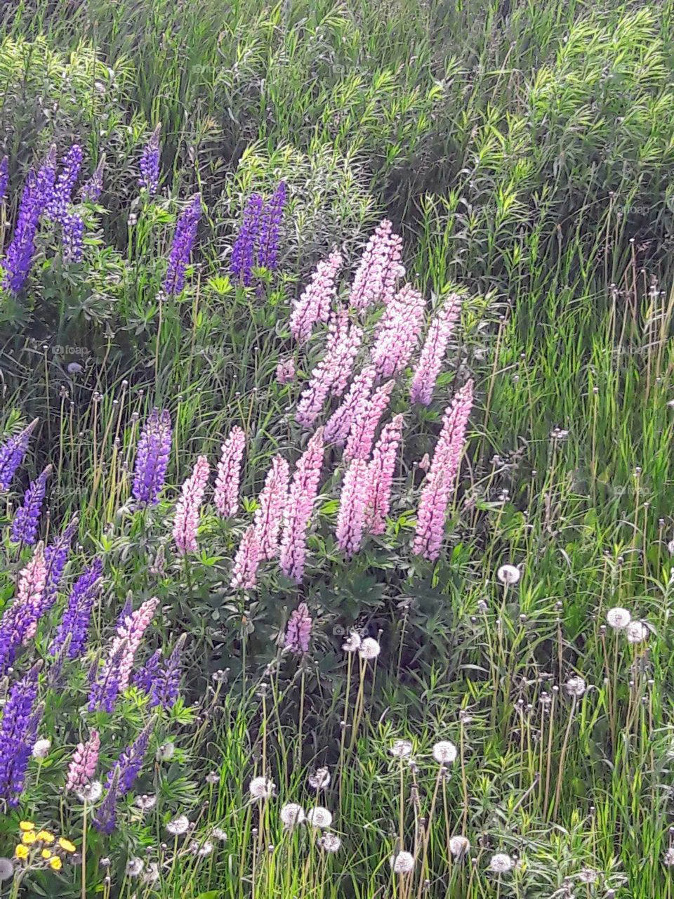 Lupines in bloom!