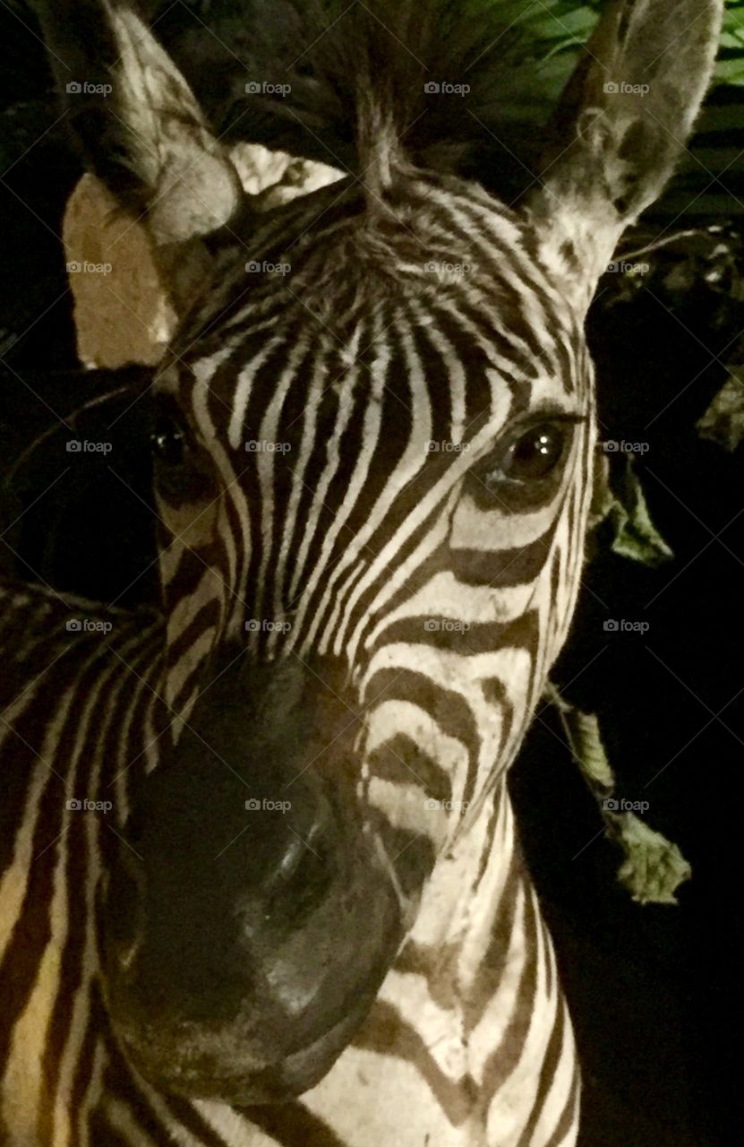 Zebra