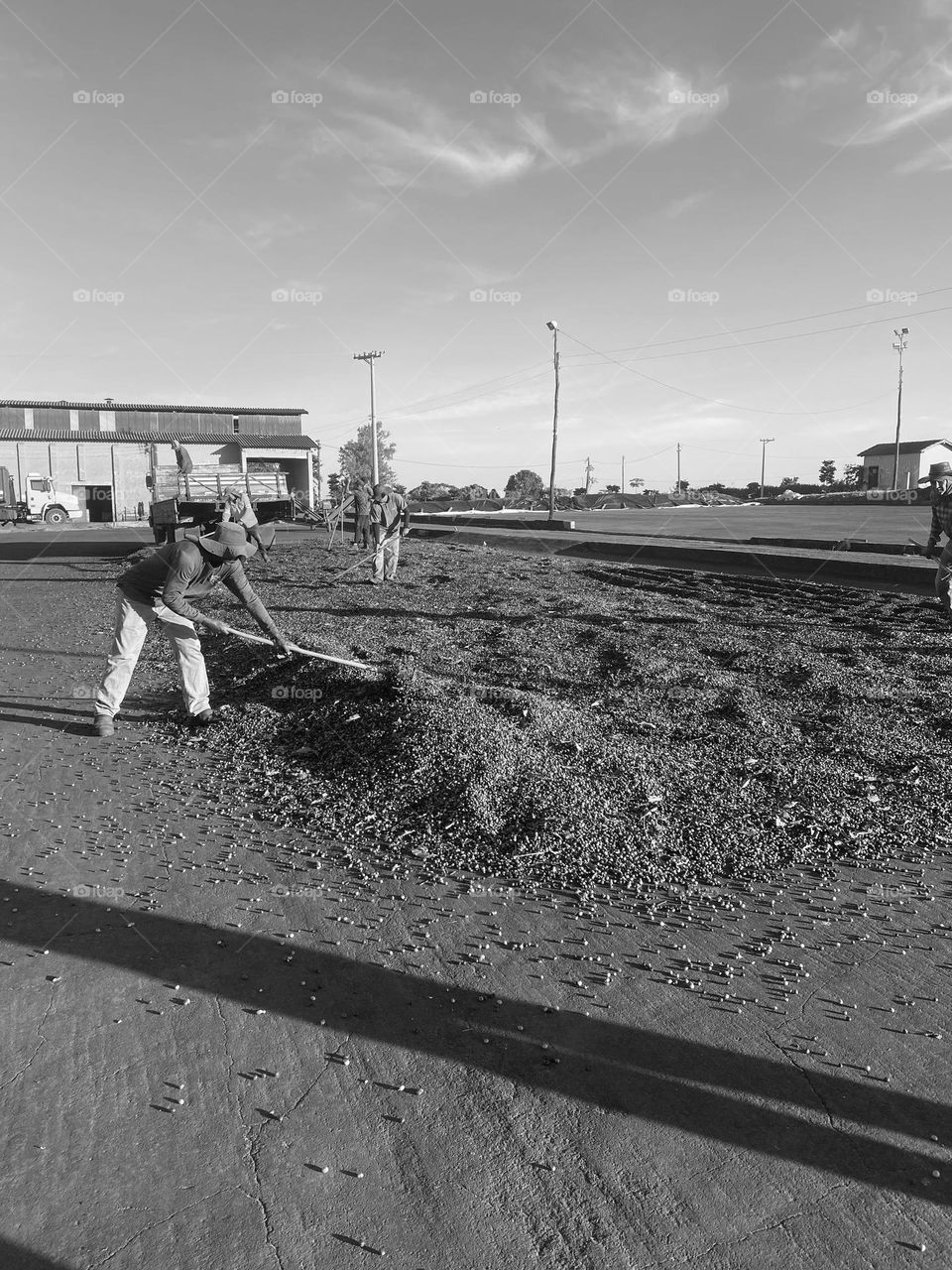 coffee bean drying process