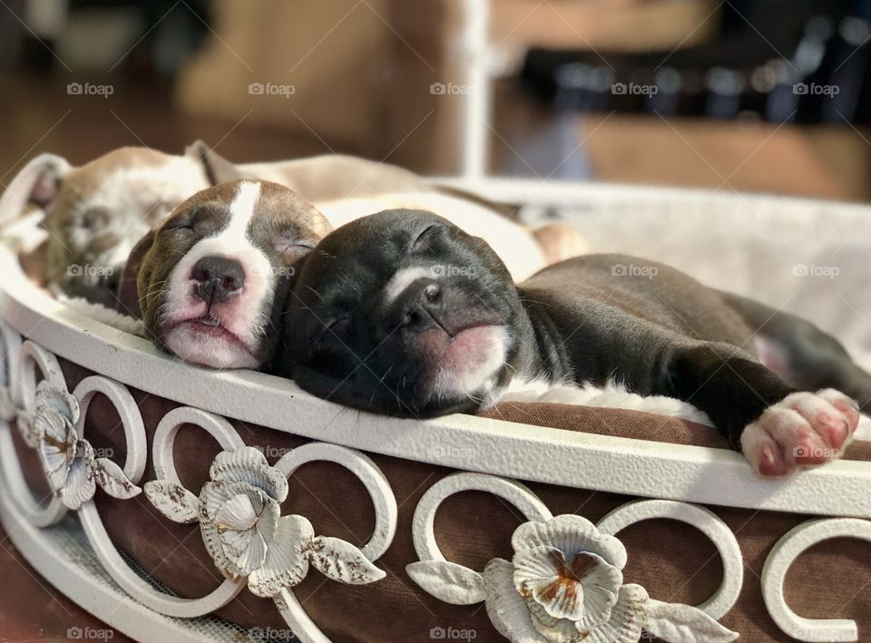 Precious baby pitbulls in their fancy new bed at 2 1/2 months