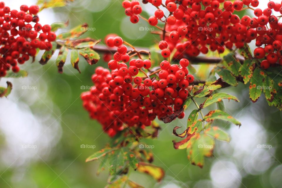 Berries