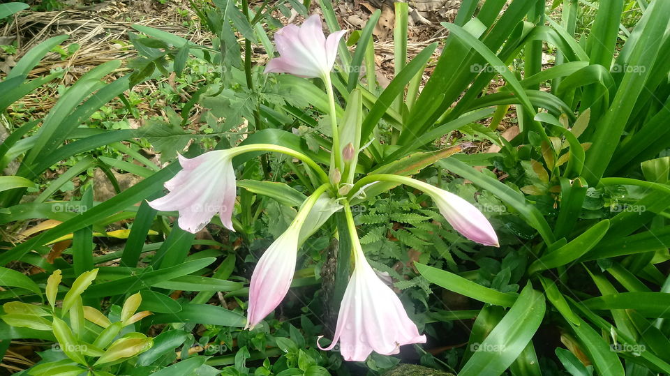 NATURE, PLANT, ENVIRONMENT, TREES.