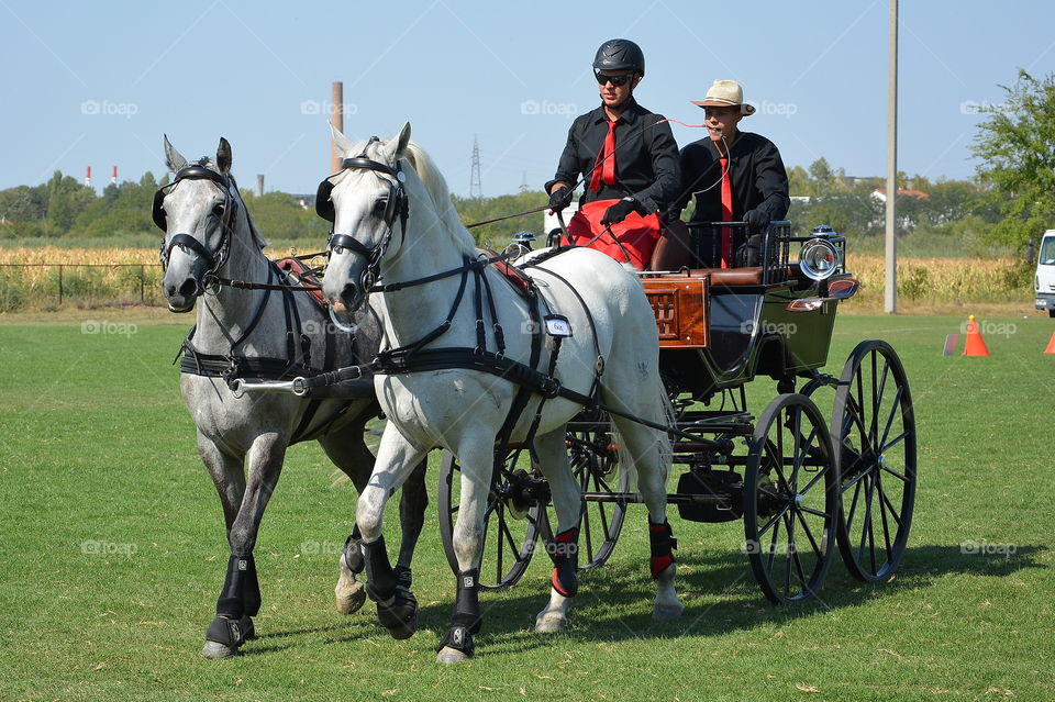 Horse, Cavalry, Mammal, Transportation System, Field