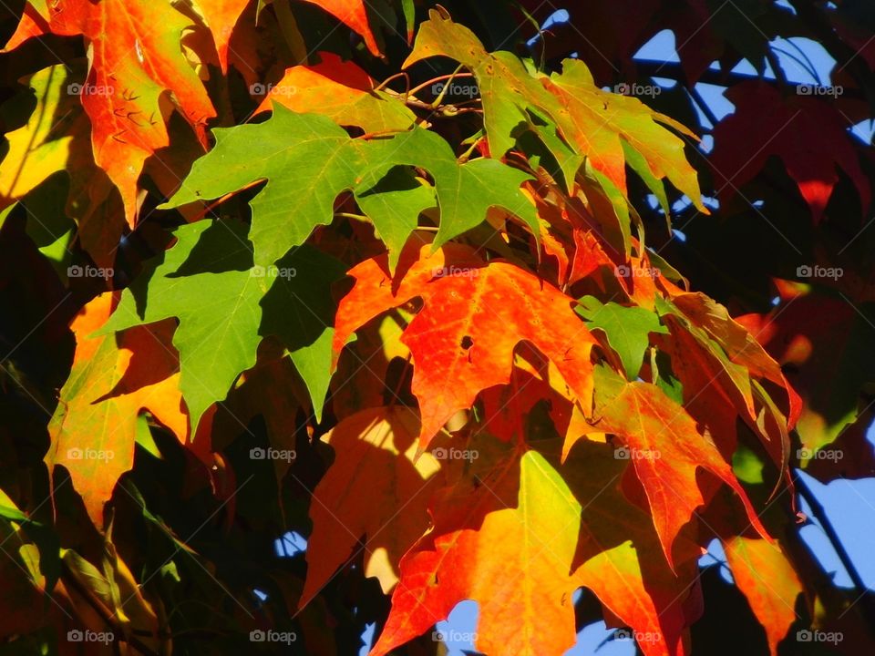 Colorful leaves