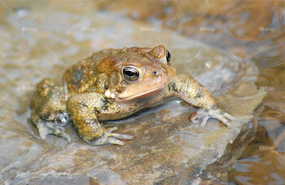 Toad on a rock