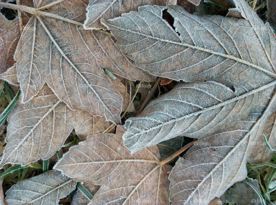 Leaf, Fall, Nature, Flora, Tree