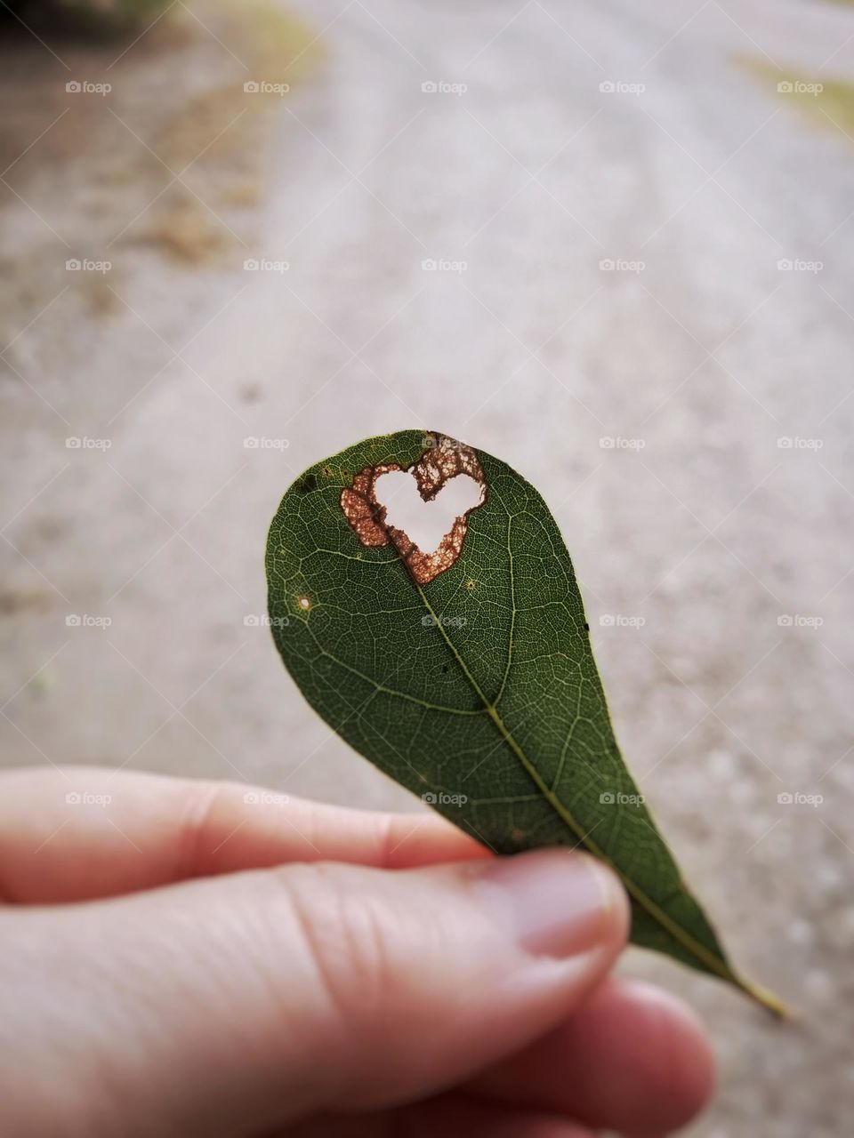 Heart Made in a Leaf by Nature