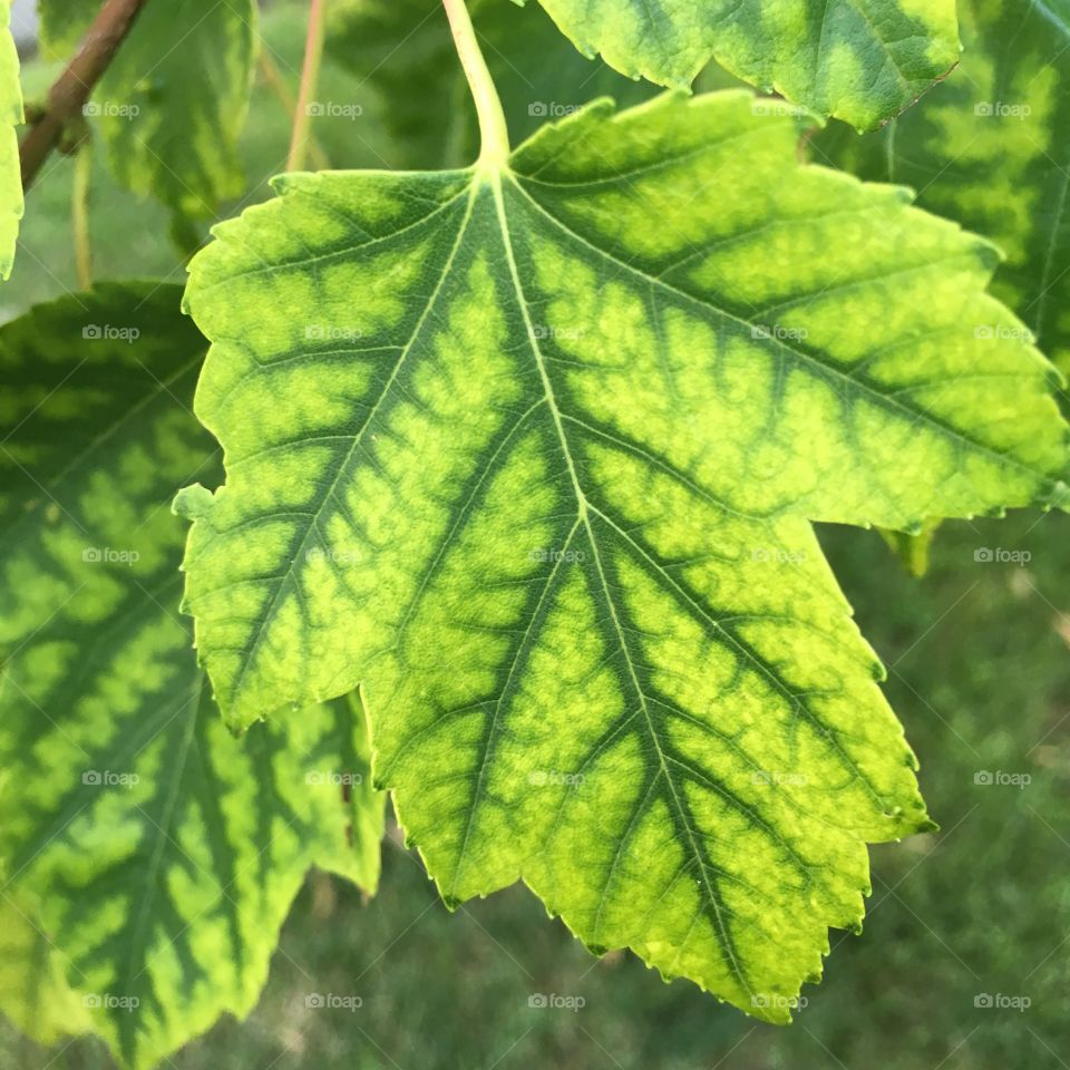 Interesting leaf