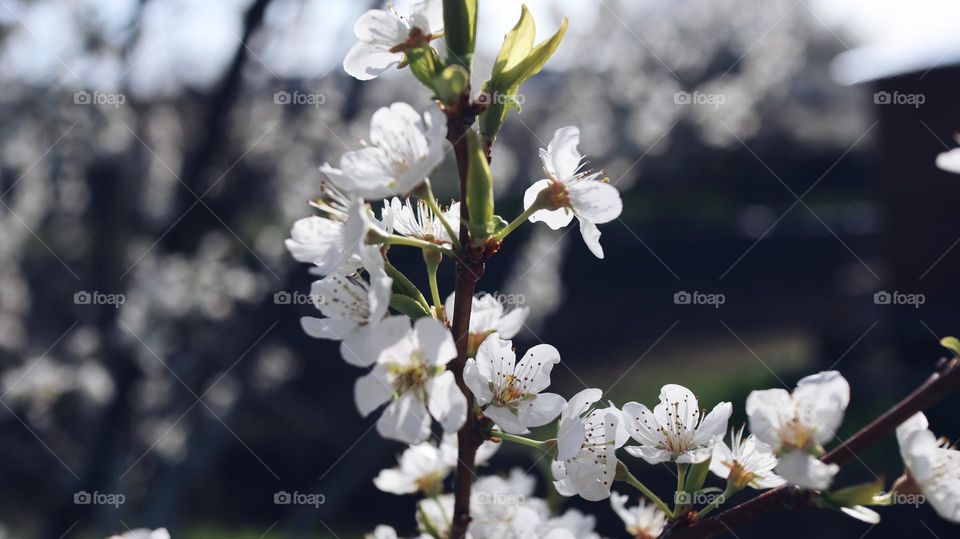 Fresh nature, beautiful small flowers, sunny weather