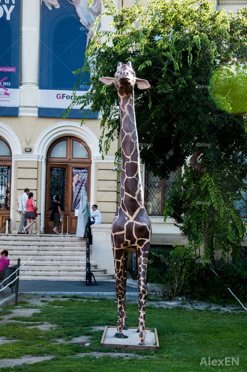 Giraffe in the city