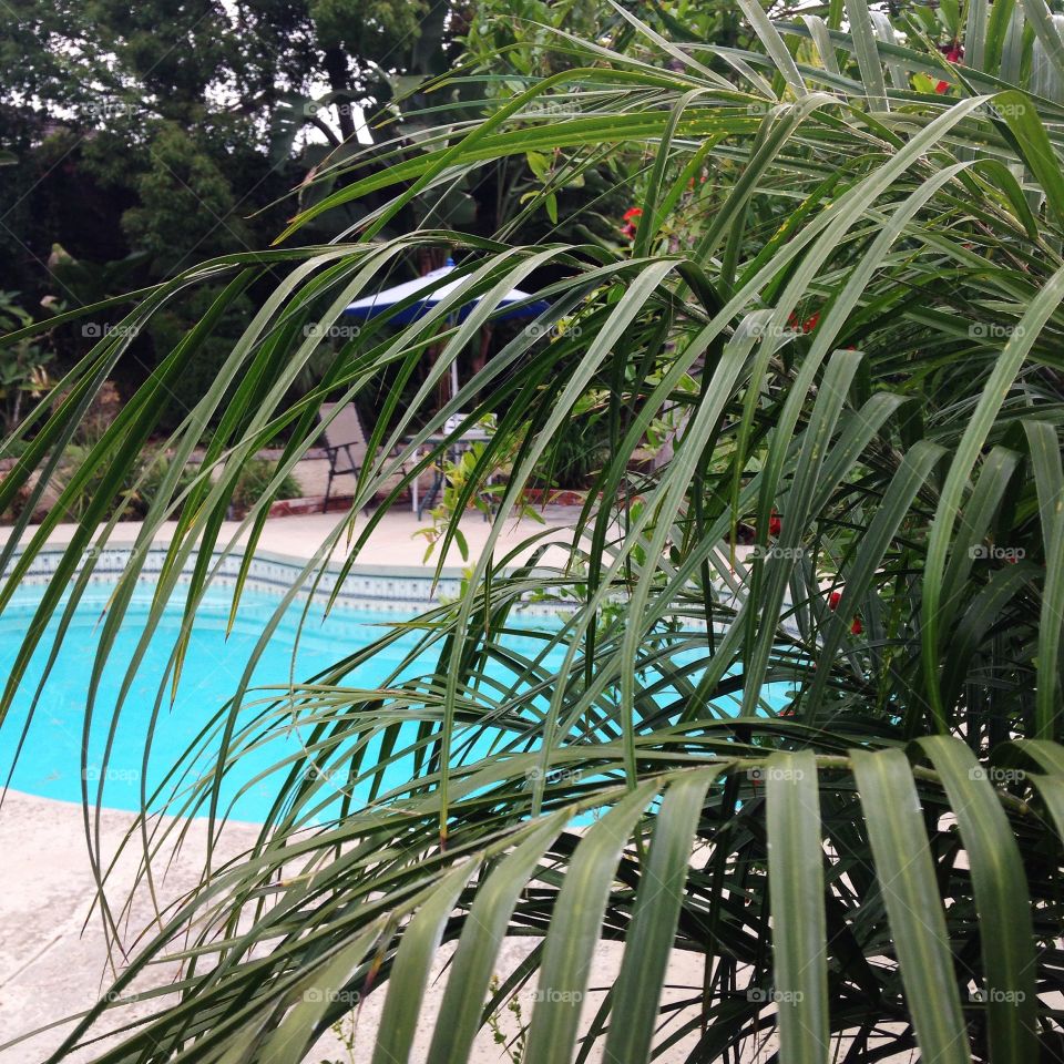Poolside. Taken behind a few palm leaves near the backyard pool.