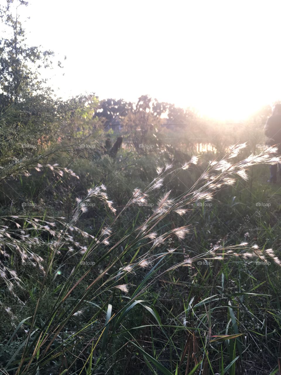 Beautiful view while walking at sunset