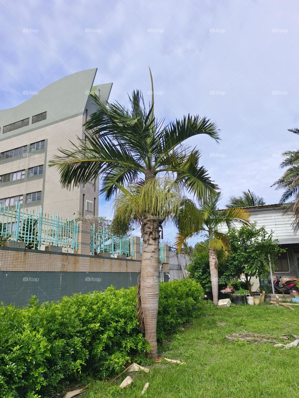 Coconut palm tree in front of a building in the city