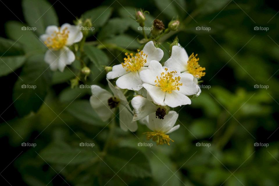 Wild Roses