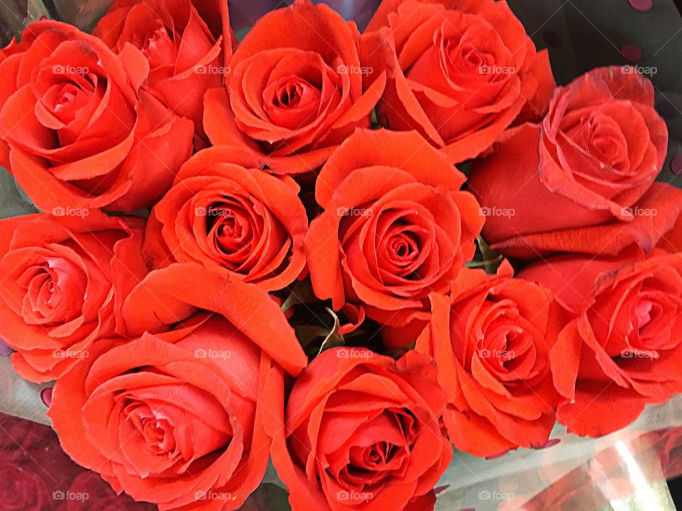 Orange roses
