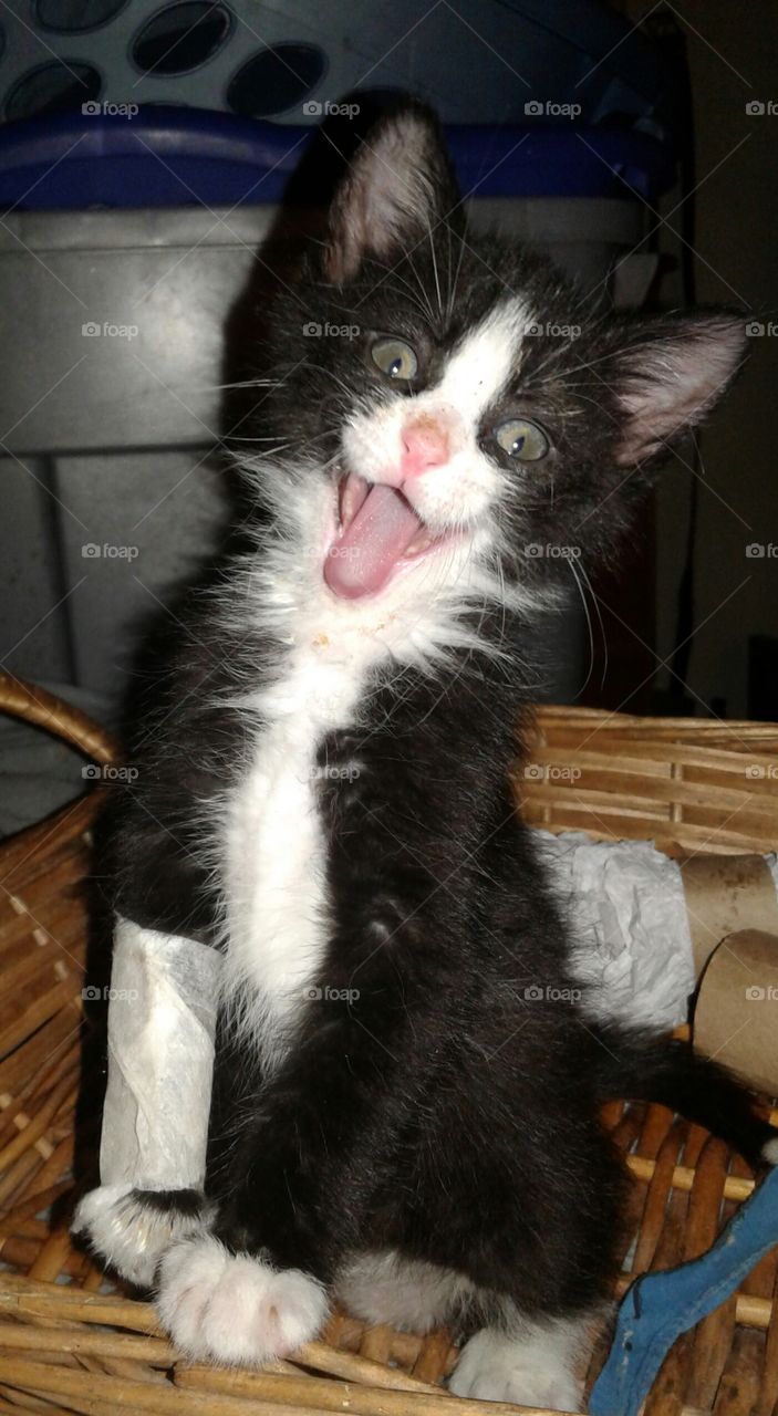 kitten laughing