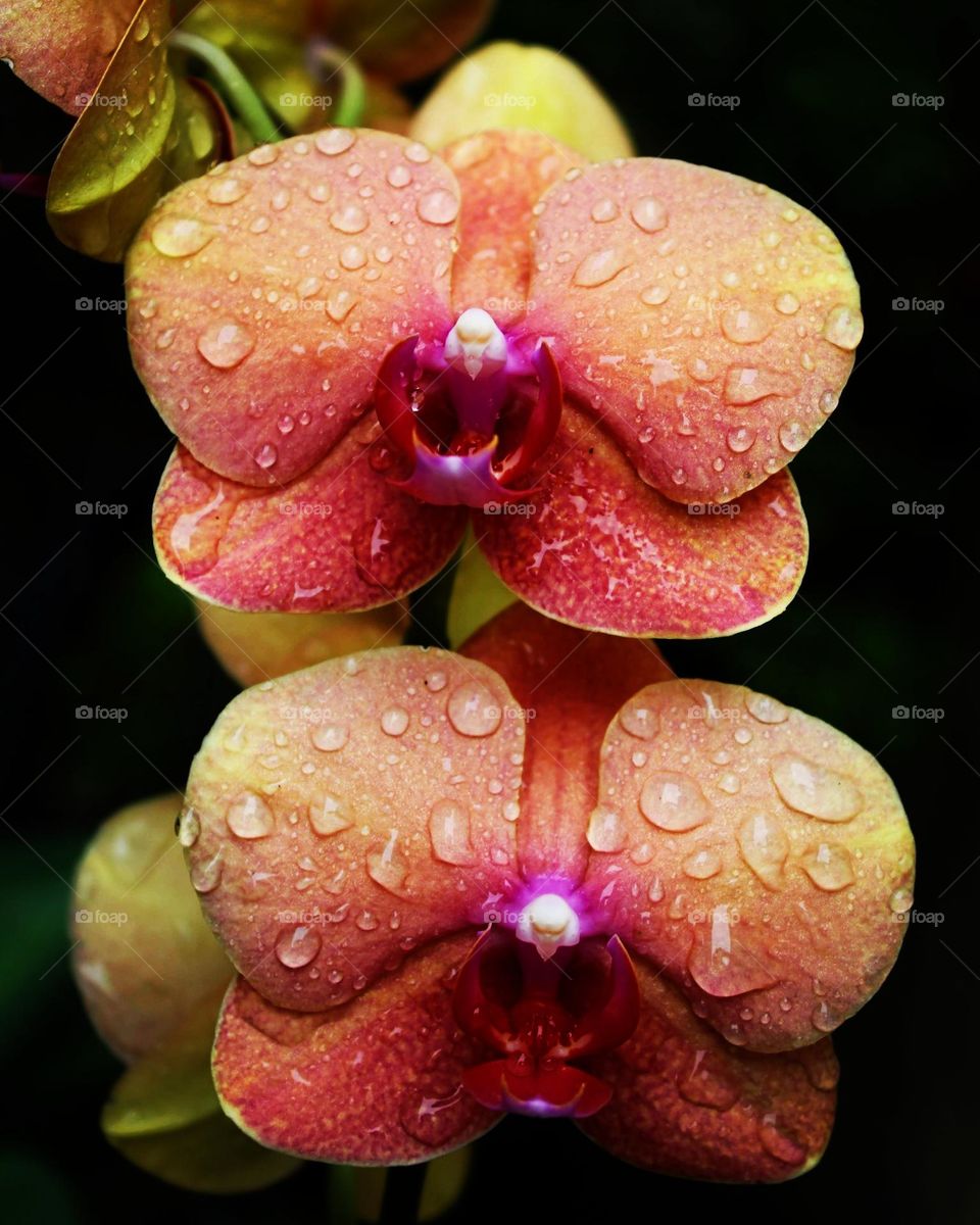 orquídeas