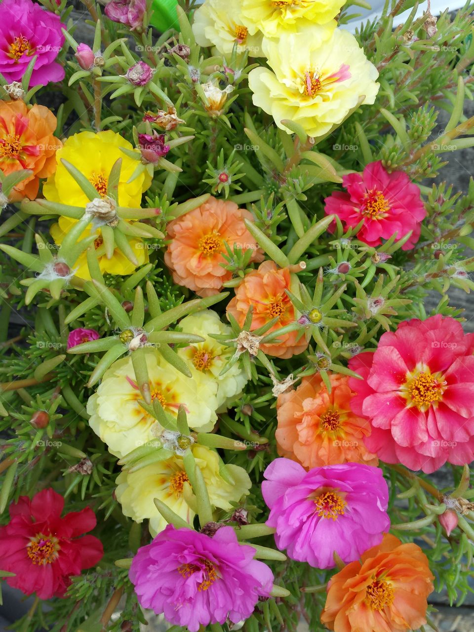 Portulaca. Colorful close up of a Portulaca in bloom.