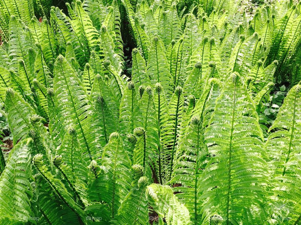 The Beauty of Nature: Fresh Fern