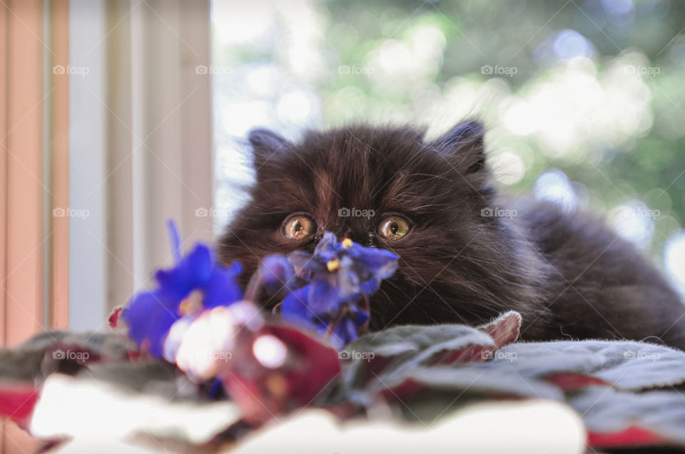 Black Persian Kitten Ready to Pounce