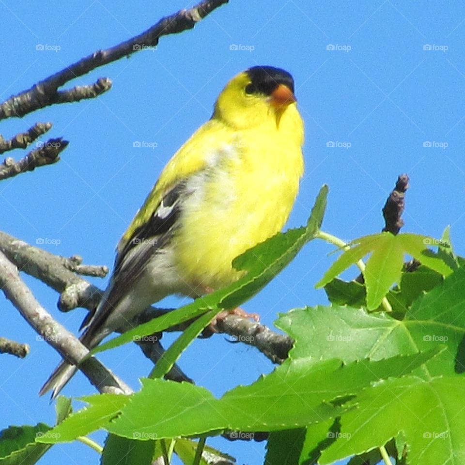 Goldfinch