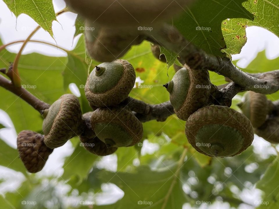 Acorns 