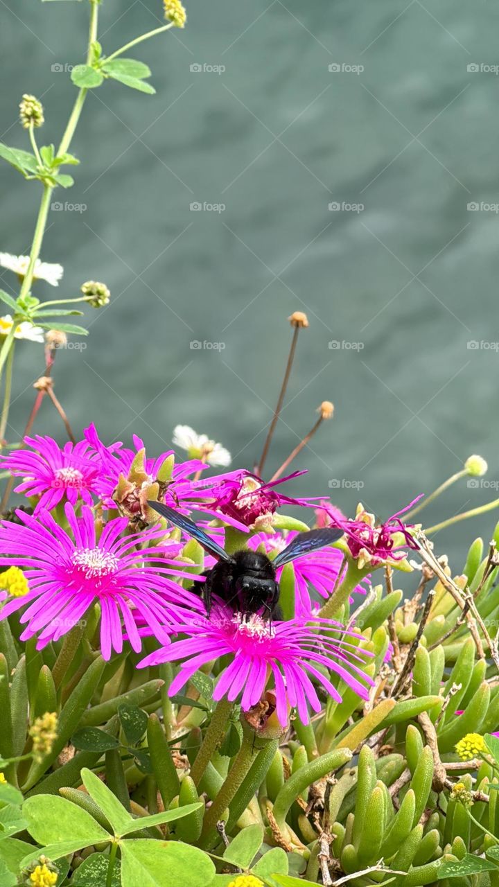 Bee on flower