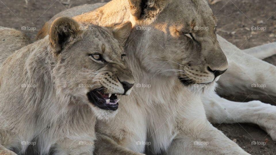 One of my favorite places is the South African wildlife parks. There is nothing like the sound and smell of the bush. You always get to see amazing wildlife. This is a photo of a playful young lion and a resting mother. 