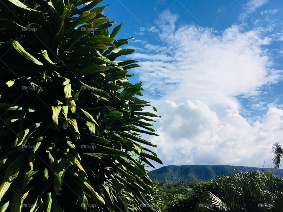 Céu azul e muito verde da Natureza!