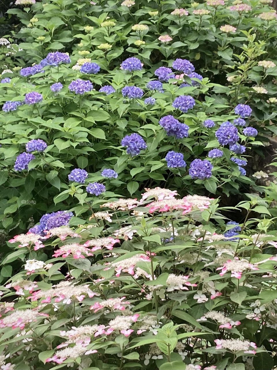 Hydrangea in the yard