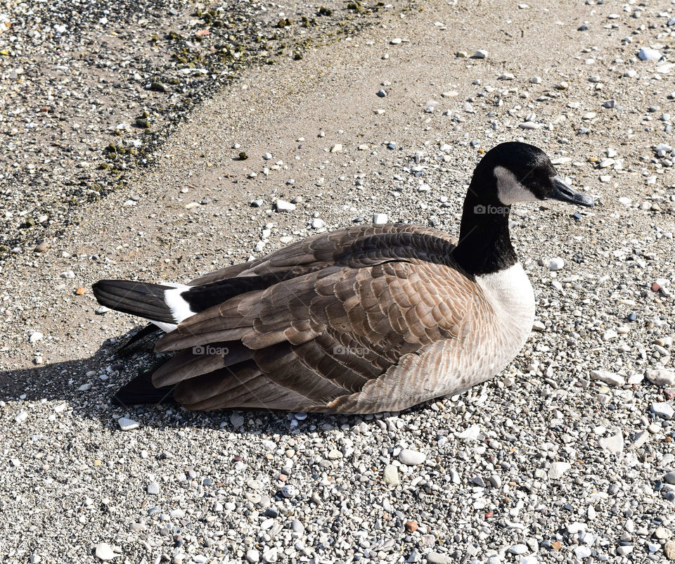 Canadian goose on the shore of Lake Michigan