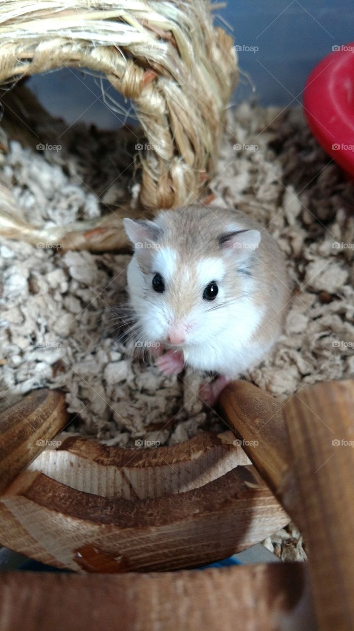Hamster Posing for Camera