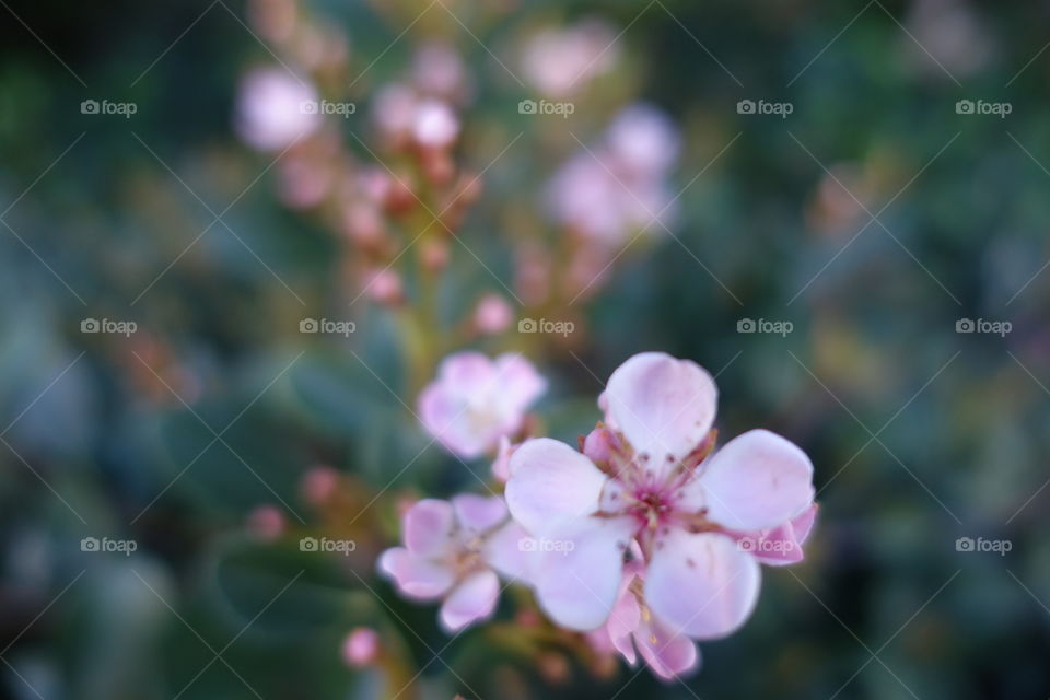 Soft toned pink flowers image.