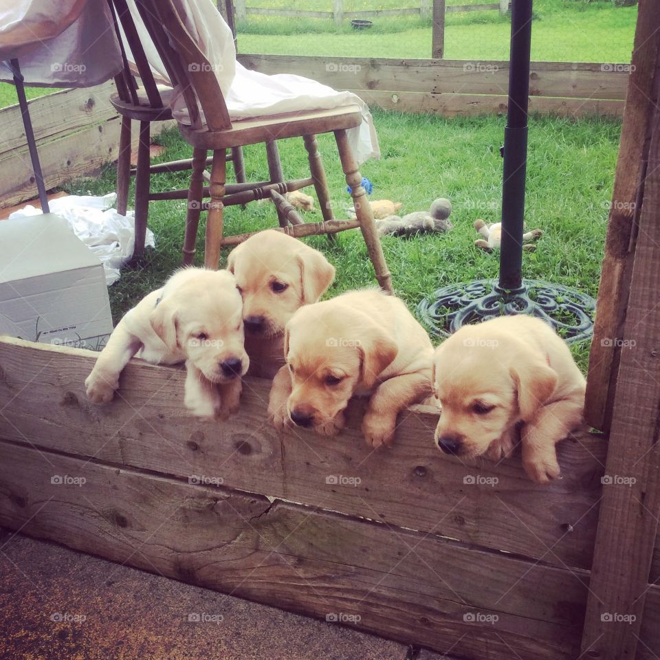 Larry and Puppy Friends