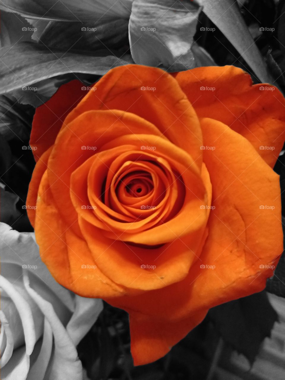 Orange rose