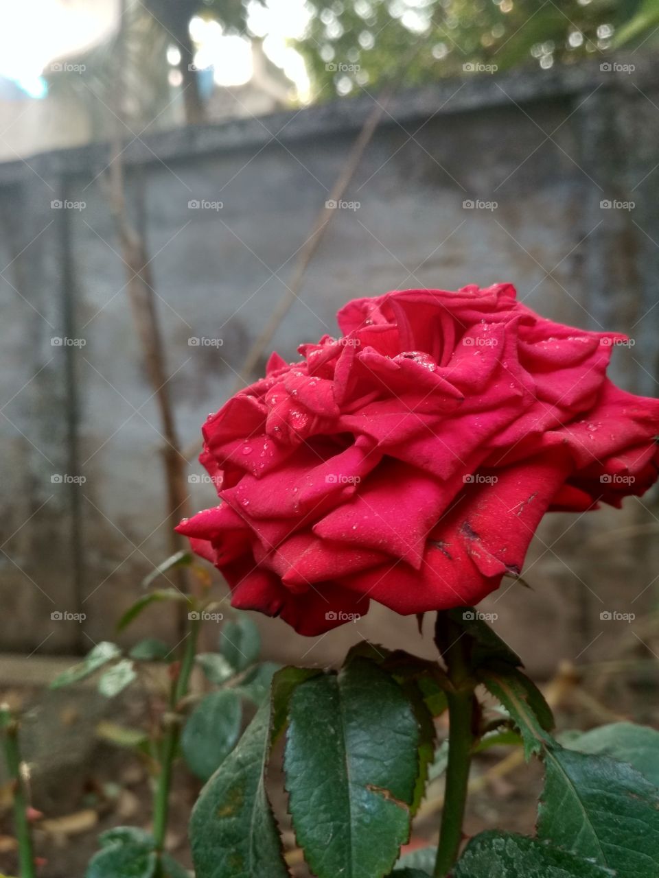 Home Garden Red Rose