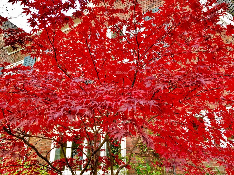 Red Color Story. Autumn. Red maple tree near the village