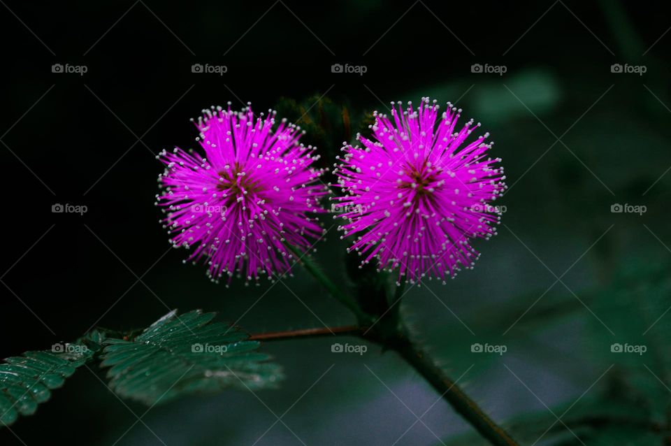 shy princess flower that blooms