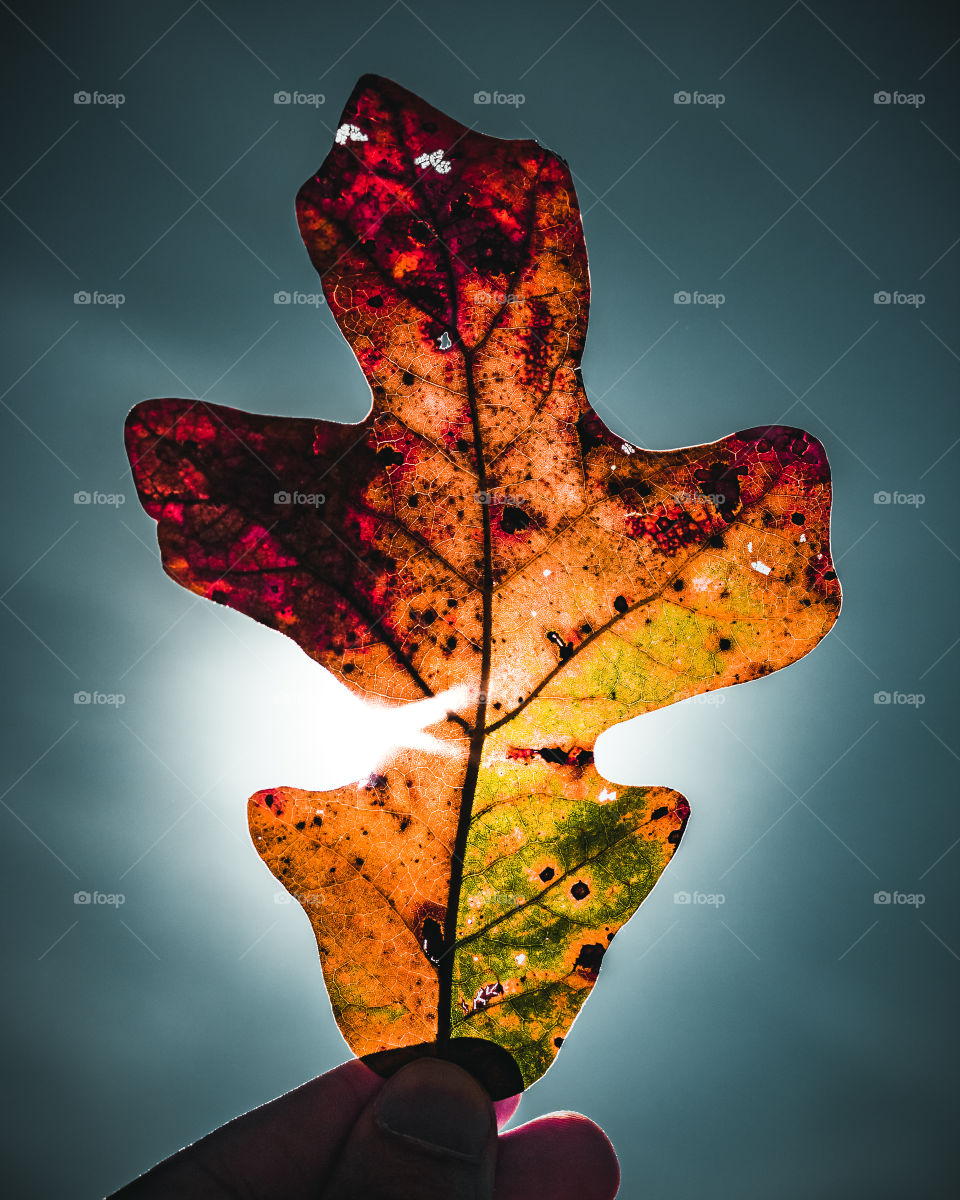 Autumn Leaf