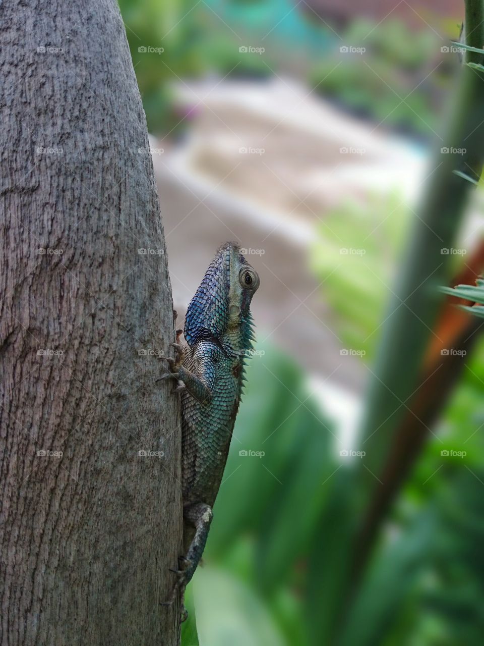 chameleon. chameleon