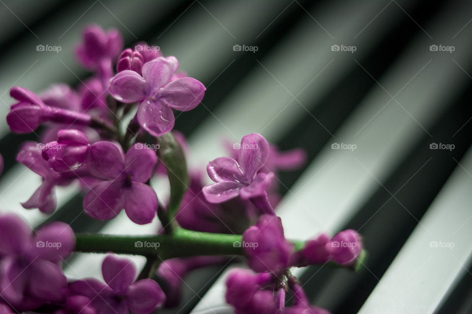 Close-up of wet lilac flower