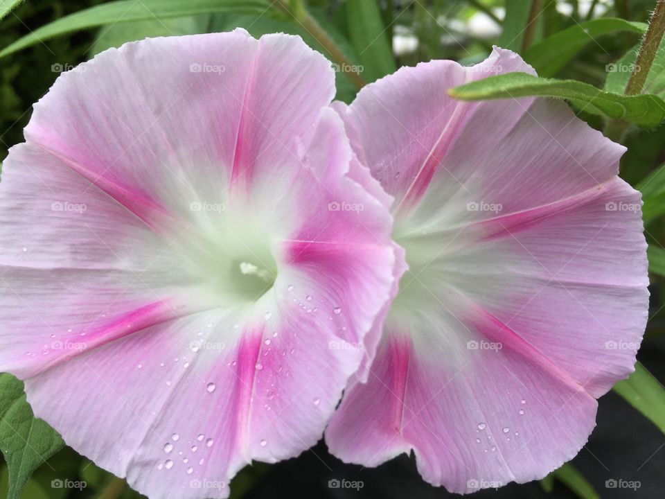 Pink flowers . Big,round,pink flowers in my garden