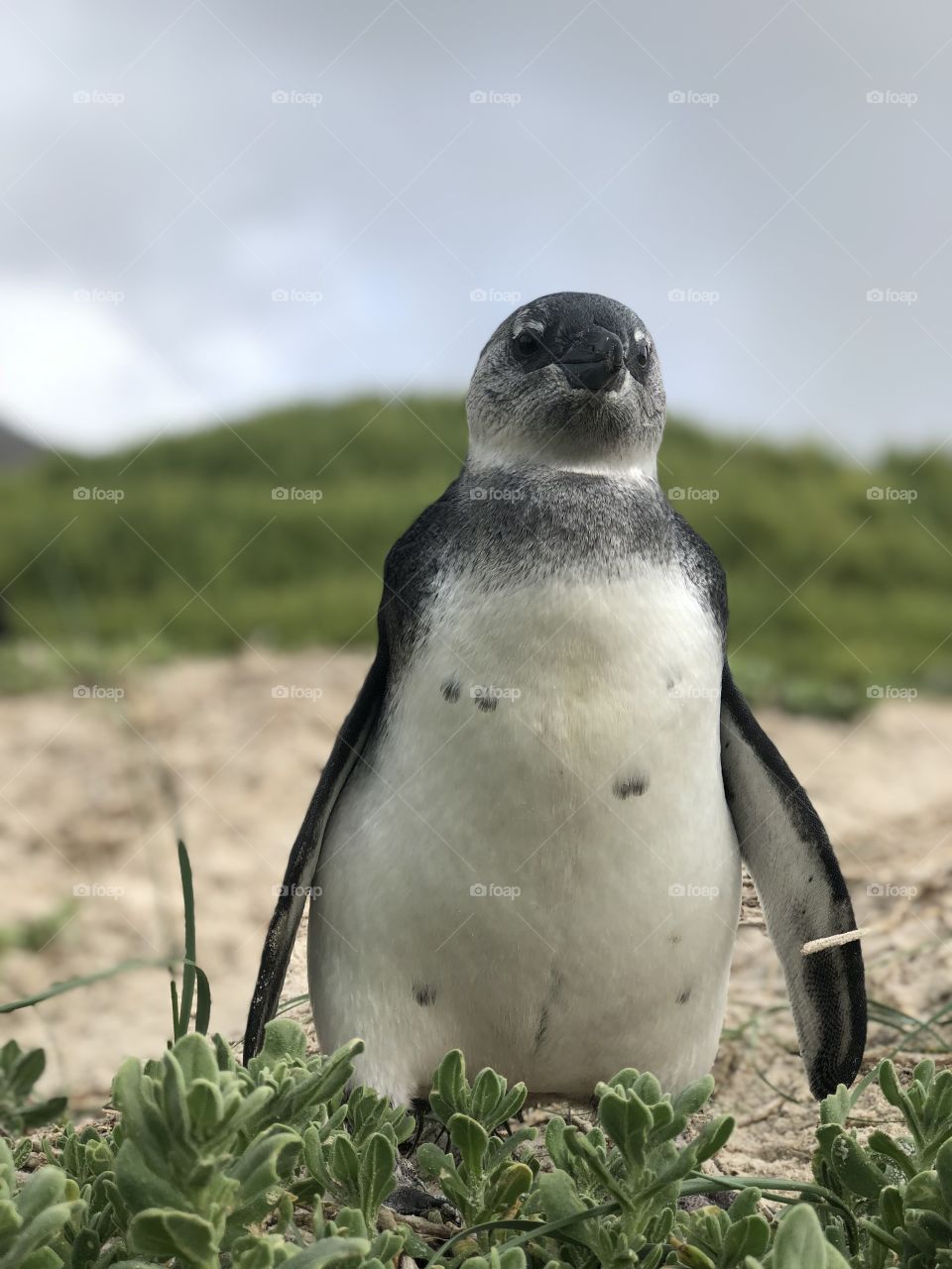 Adorable penguin in Africa