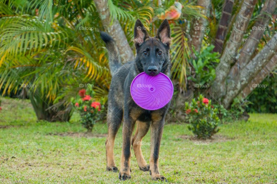 Rocco, the black and yellow german sheppard, having fun with his purple frisbee 