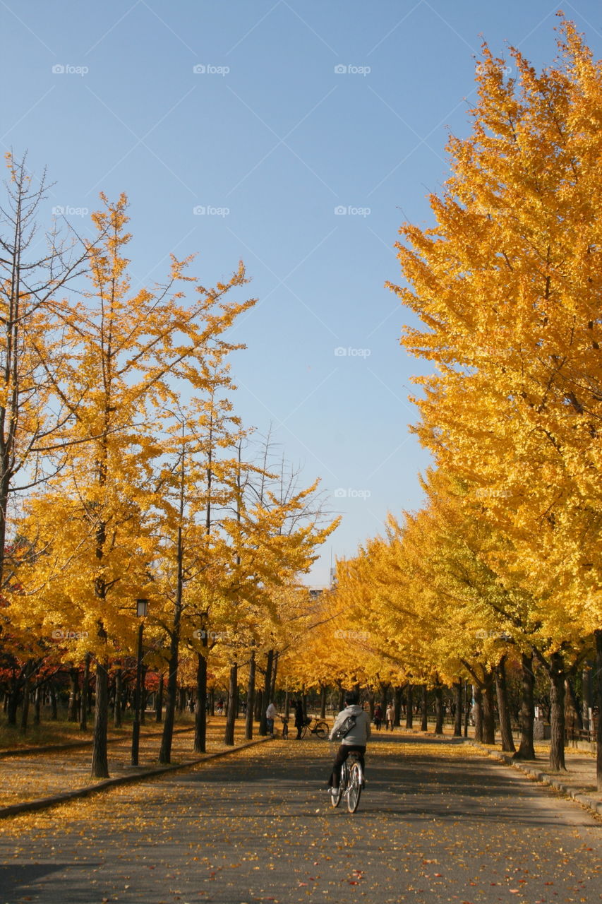 Beautiful fall in Japan 